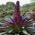 Vriesea Imperialis